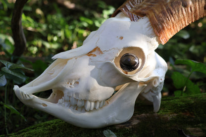 Horned Goat Skull with Dry Preserved Eyes