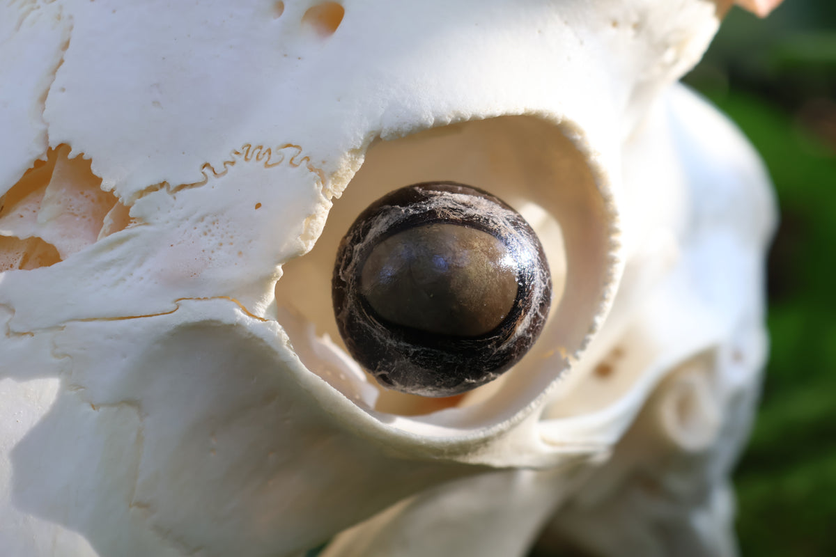 Horned Goat Skull with Dry Preserved Eyes