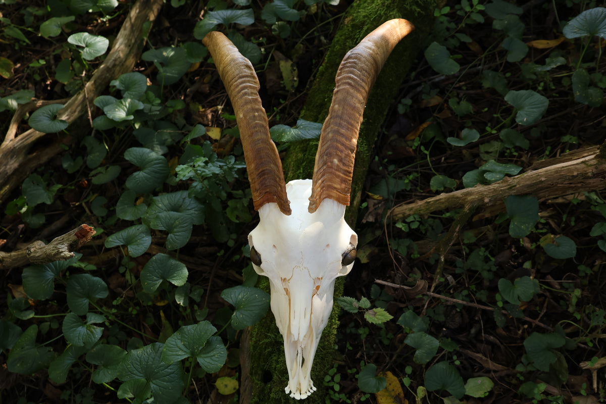 Horned Goat Skull with Dry Preserved Eyes