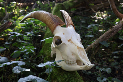 Horned Goat Skull with Dry Preserved Eyes