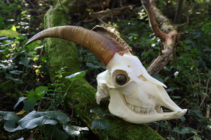 Horned Goat Skull with Dry Preserved Eyes