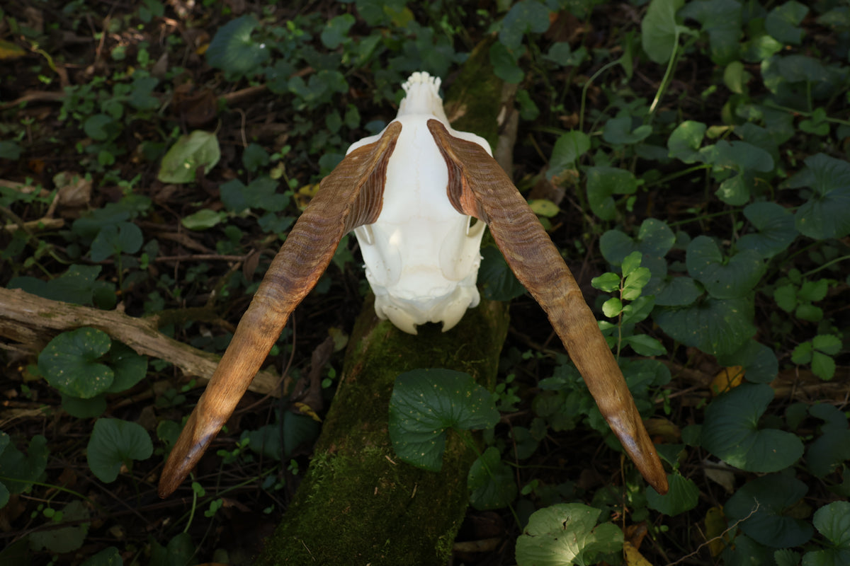Horned Goat Skull with Dry Preserved Eyes