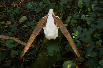 Horned Goat Skull with Dry Preserved Eyes