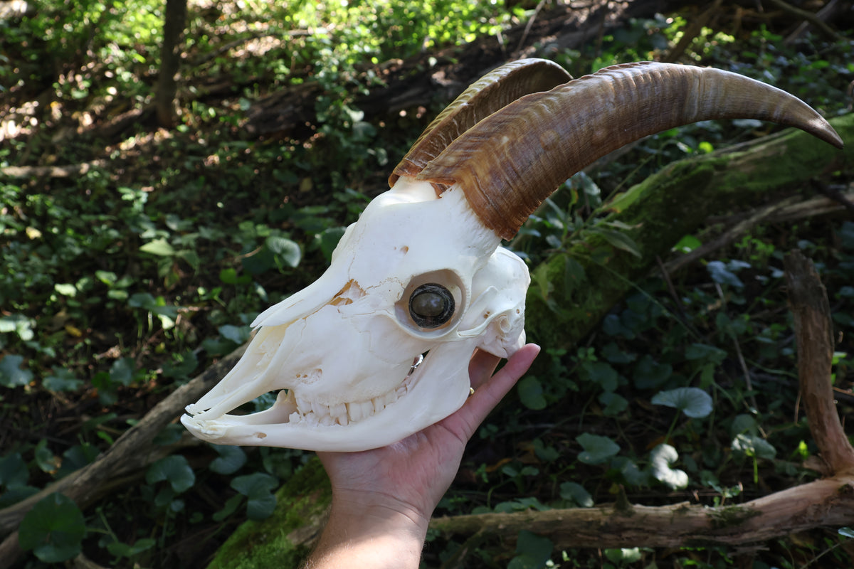 Horned Goat Skull with Dry Preserved Eyes
