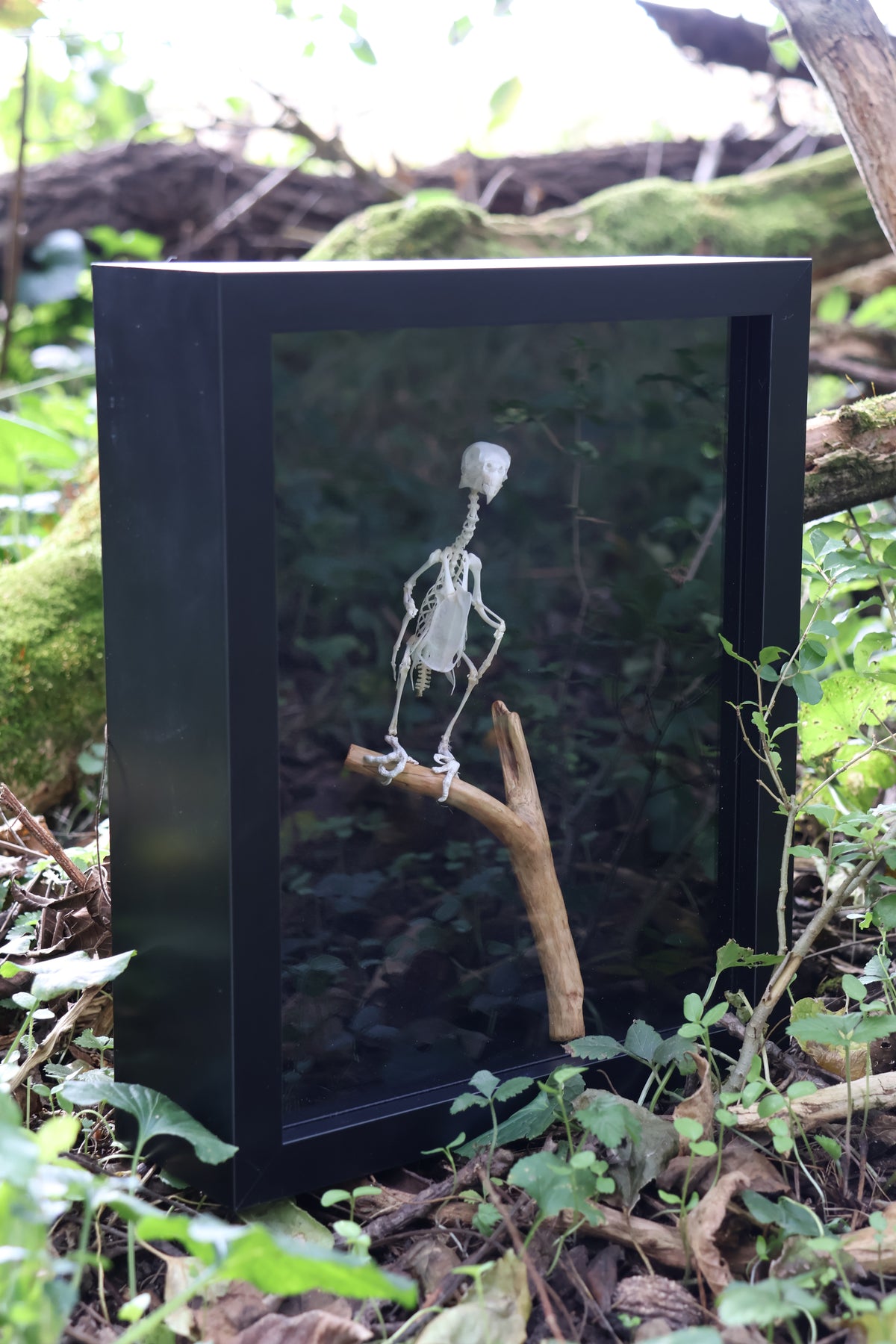 Articulated Parakeet Skeleton
