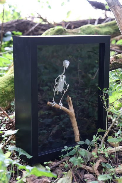 Articulated Parakeet Skeleton