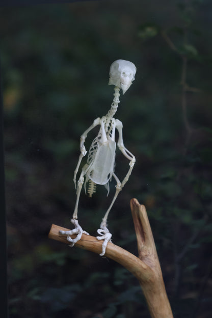 Articulated Parakeet Skeleton