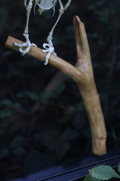 Articulated Parakeet Skeleton