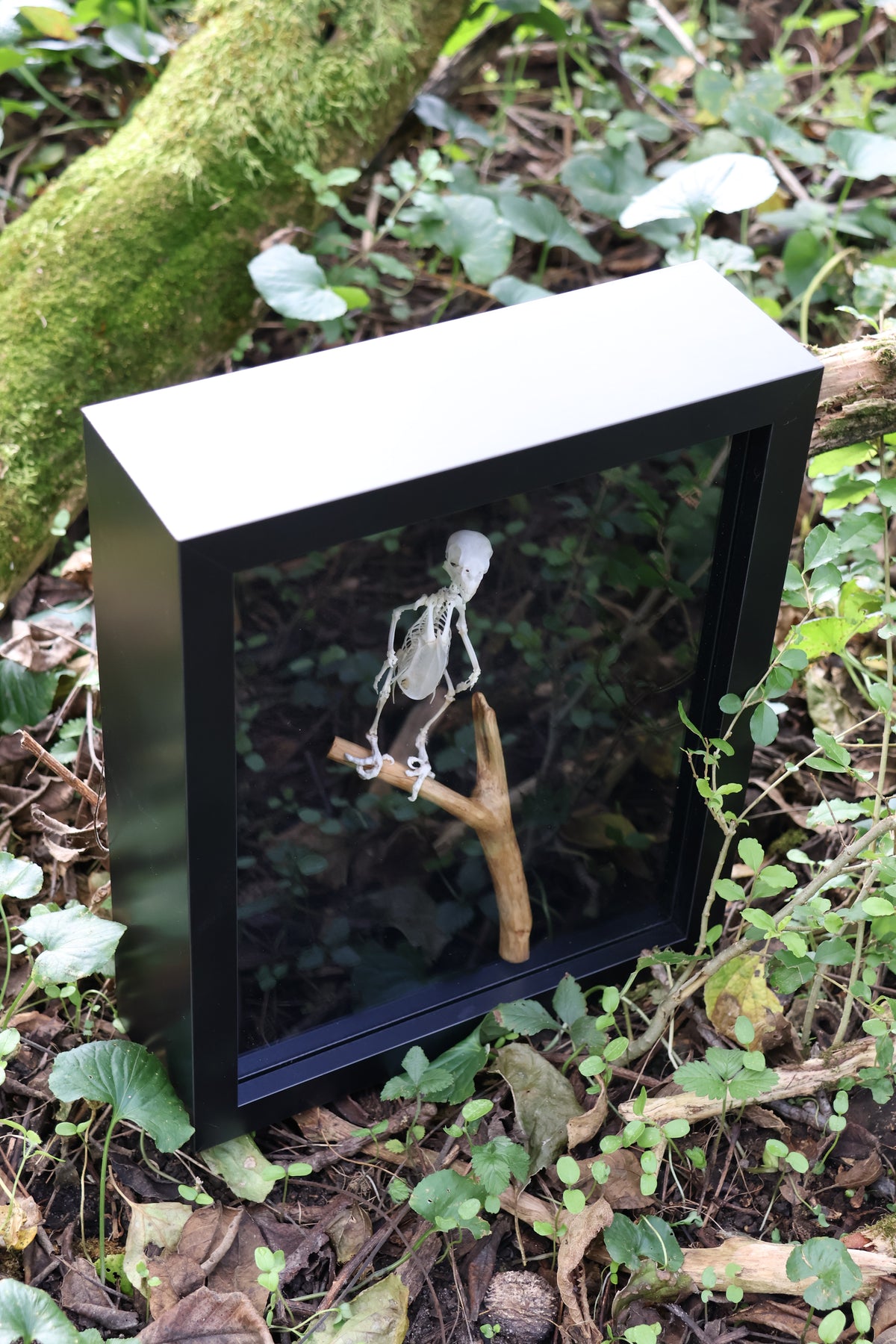 Articulated Parakeet Skeleton