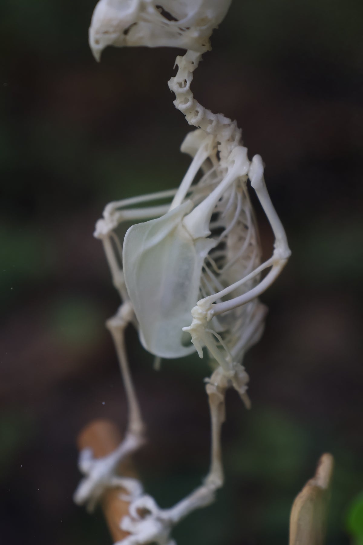 Articulated Parakeet Skeleton