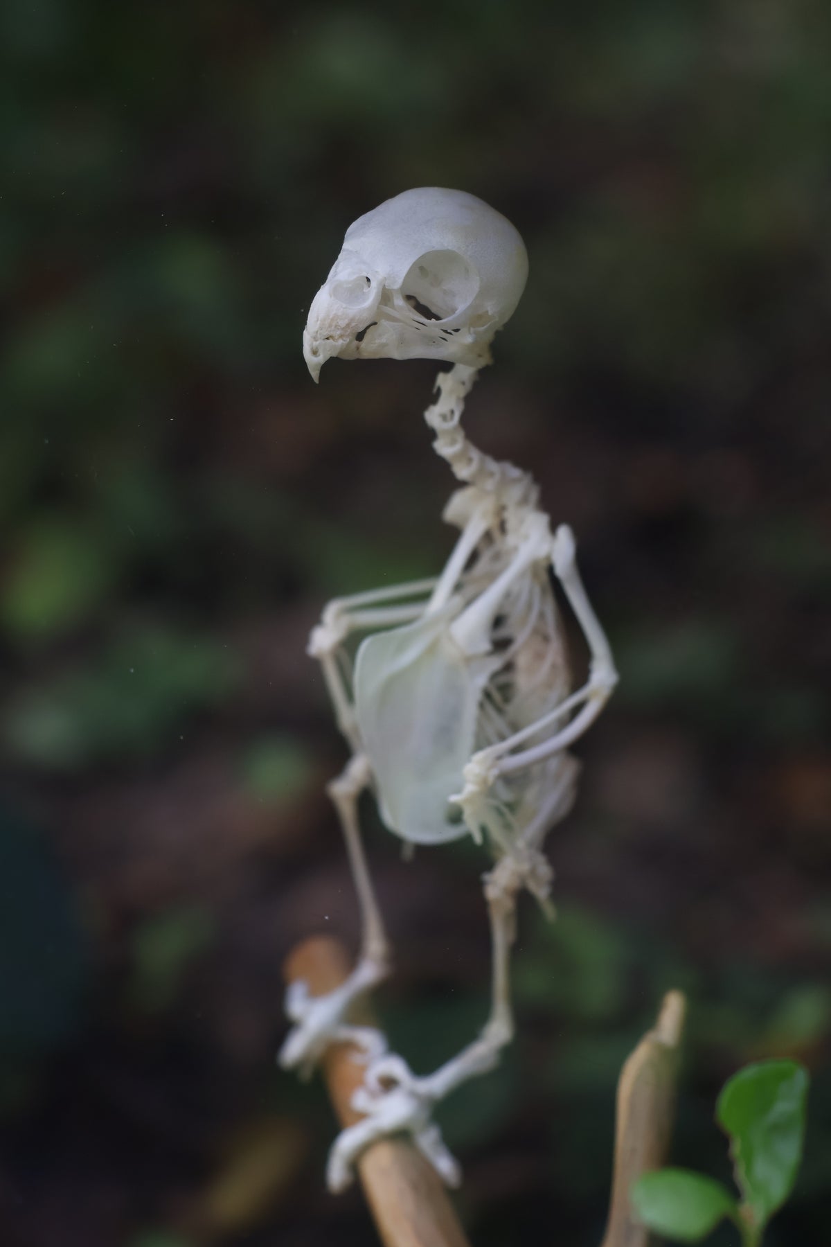 Articulated Parakeet Skeleton