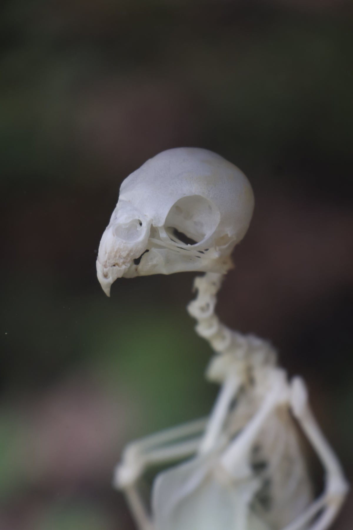 Articulated Parakeet Skeleton