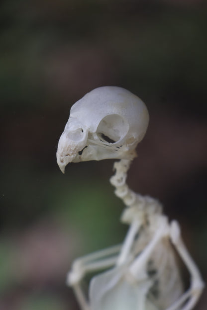 Articulated Parakeet Skeleton
