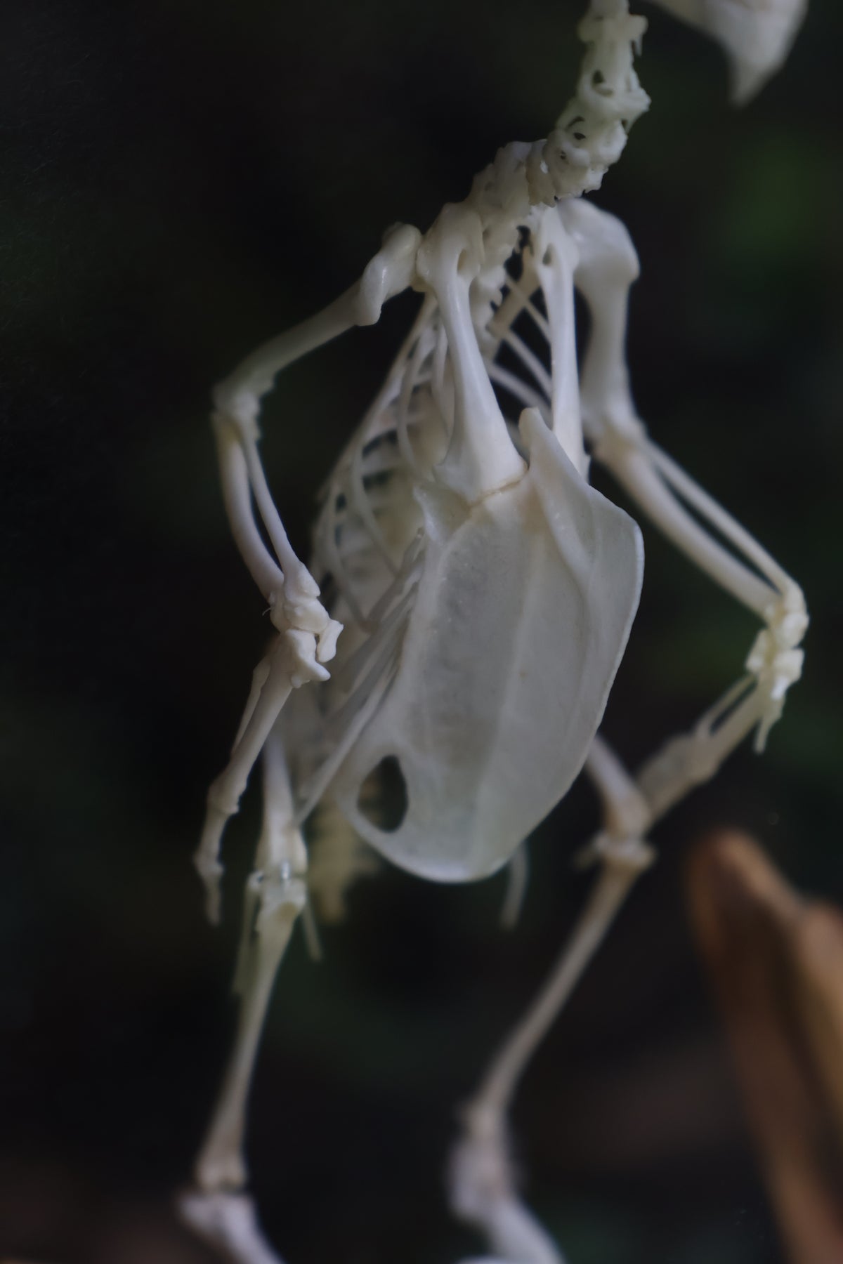 Articulated Parakeet Skeleton