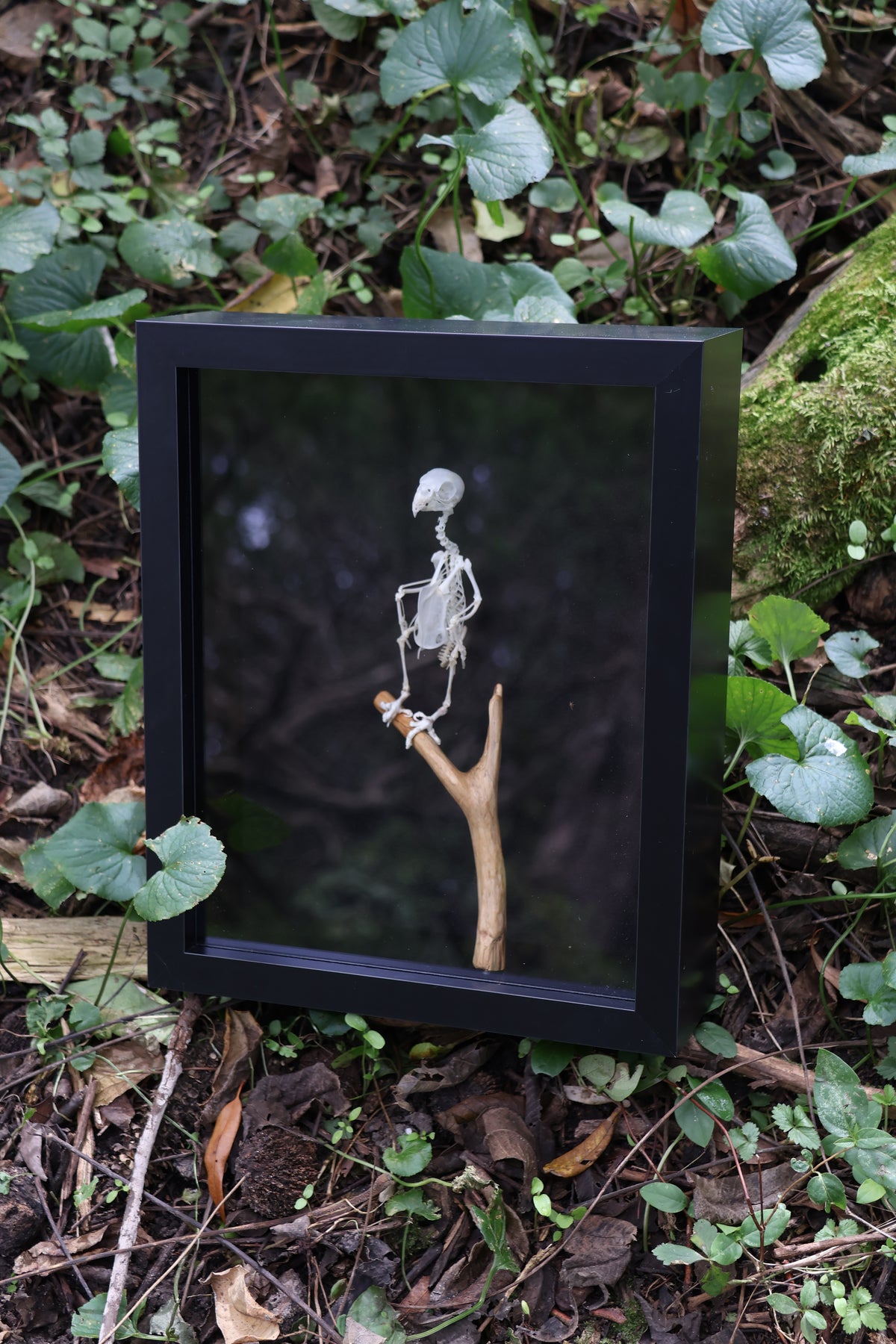 Articulated Parakeet Skeleton