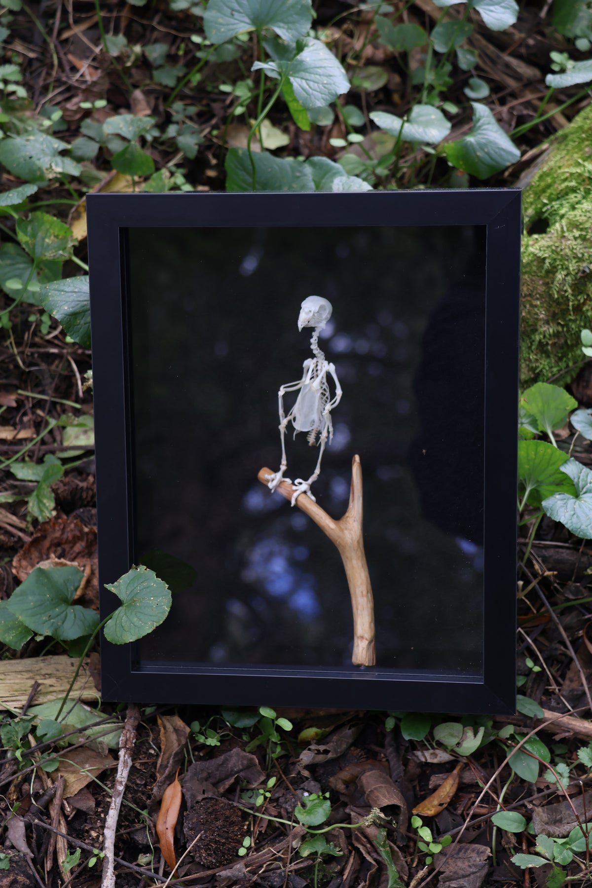 Articulated Parakeet Skeleton