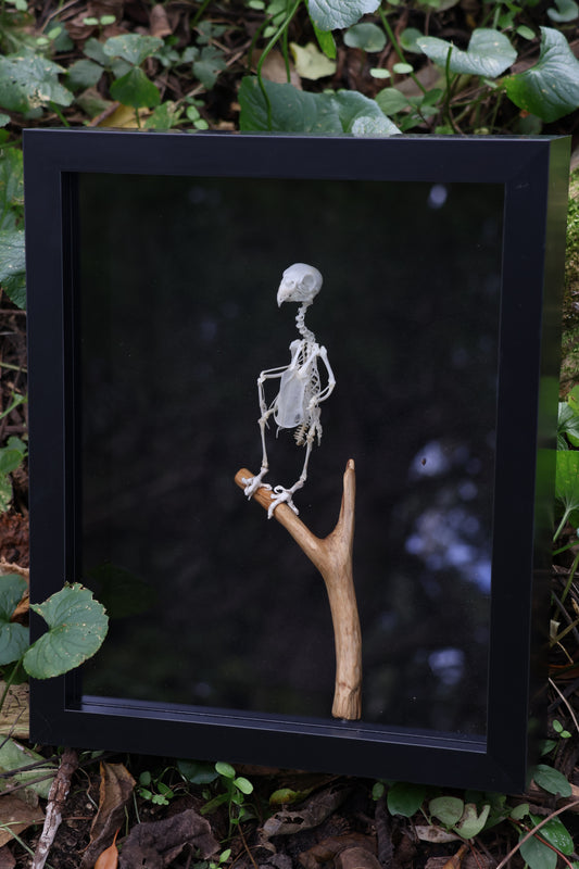 Articulated Parakeet Skeleton