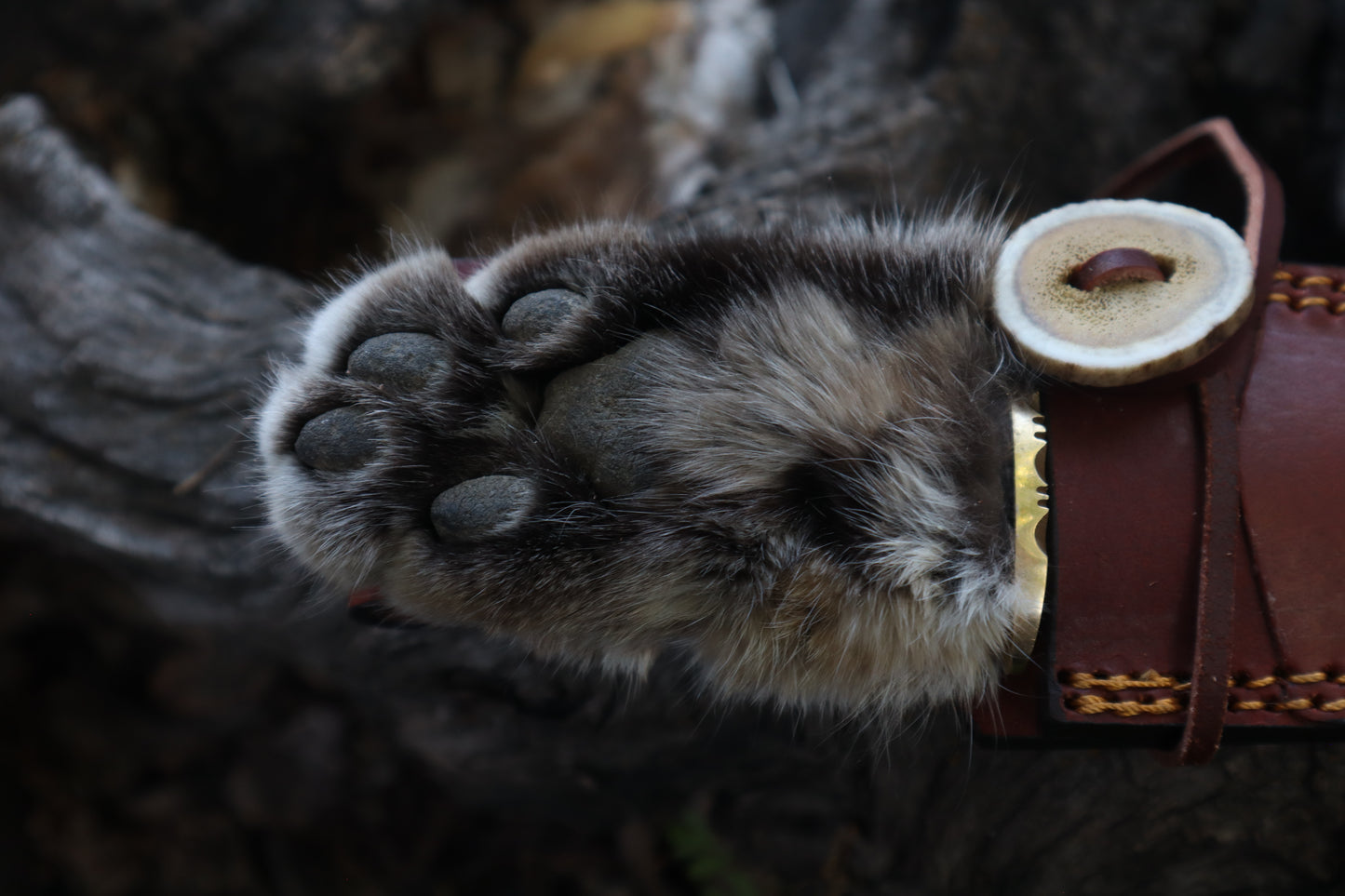 Bobcat Paw Knife with Leather Sheath
