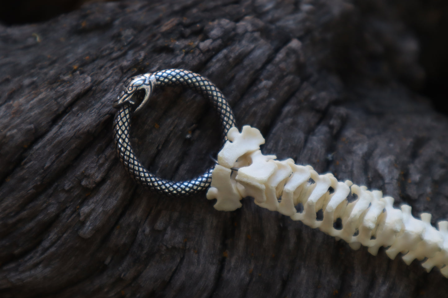 Reserved for Erin - Domestic Kitten Spinal Column Articulation