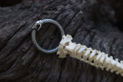 Reserved for Erin - Domestic Kitten Spinal Column Articulation