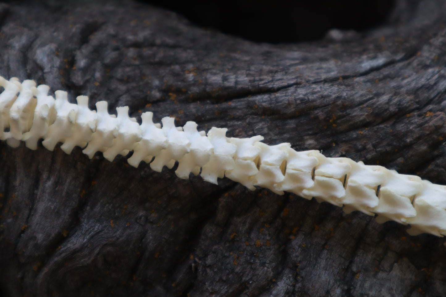 Reserved for Erin - Domestic Kitten Spinal Column Articulation