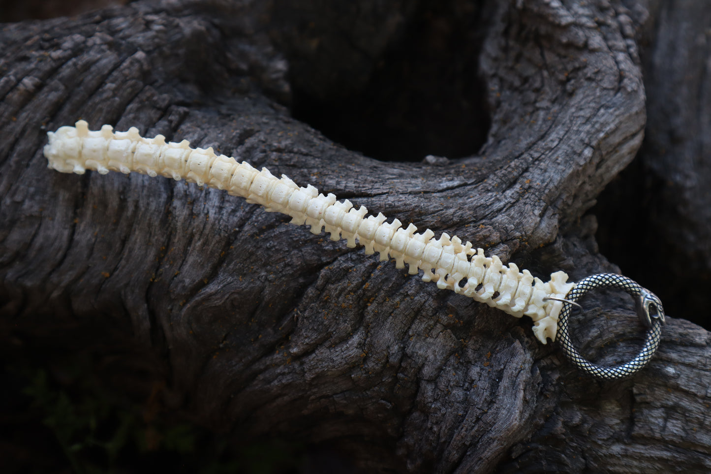 Reserved for Erin - Domestic Kitten Spinal Column Articulation