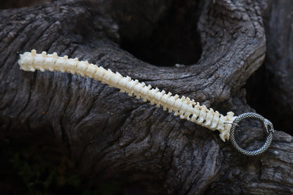 Reserved for Erin - Domestic Kitten Spinal Column Articulation