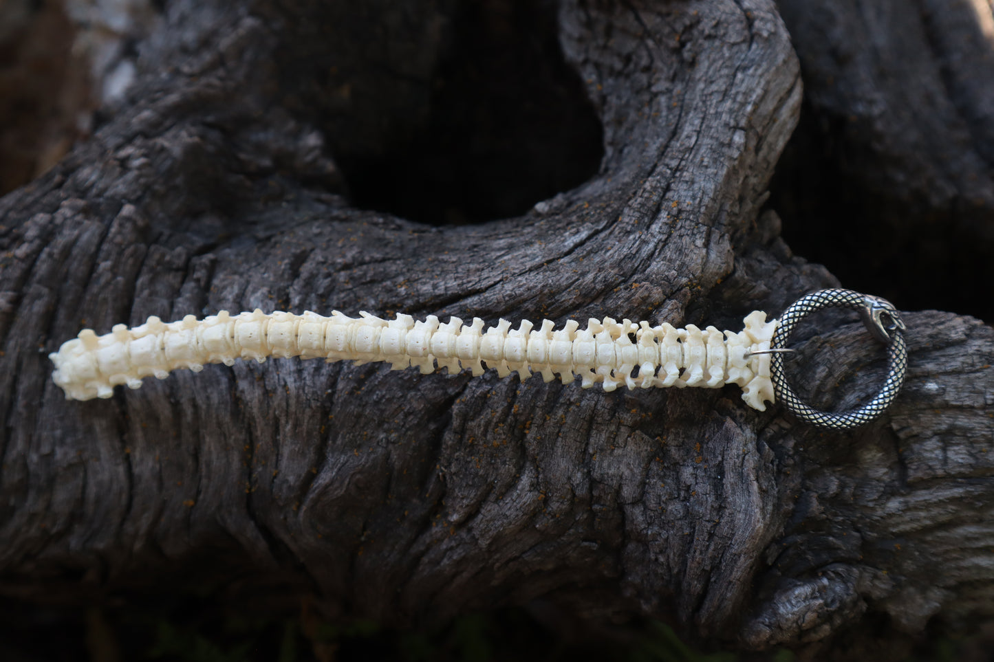 Reserved for Erin - Domestic Kitten Spinal Column Articulation