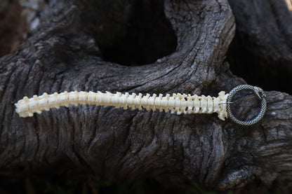 Reserved for Erin - Domestic Kitten Spinal Column Articulation