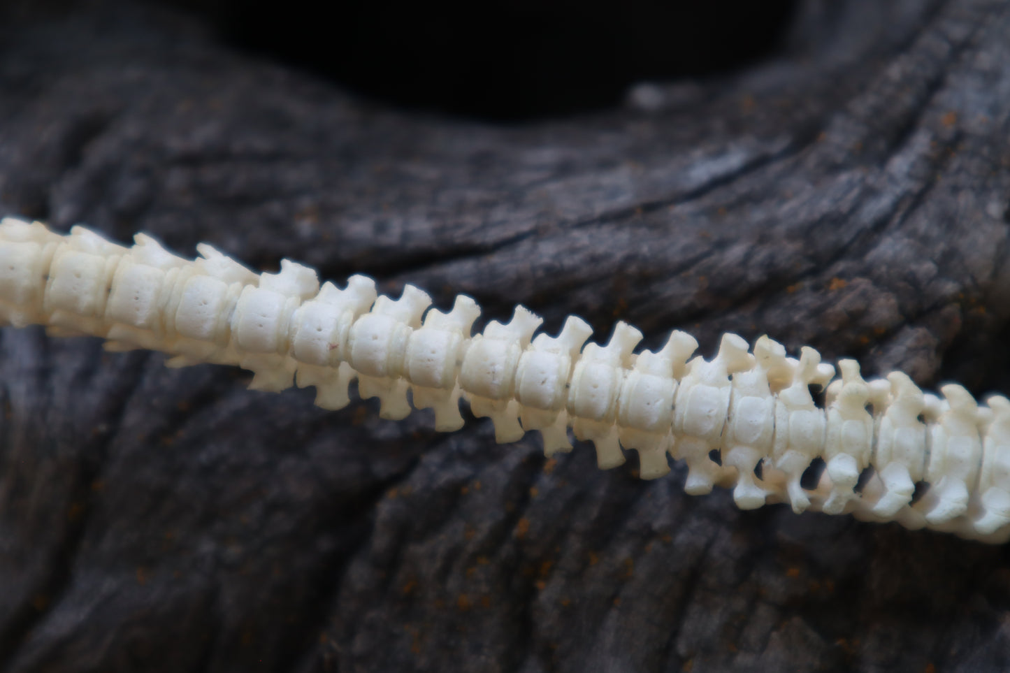 Reserved for Erin - Domestic Kitten Spinal Column Articulation