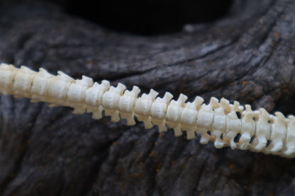 Reserved for Erin - Domestic Kitten Spinal Column Articulation