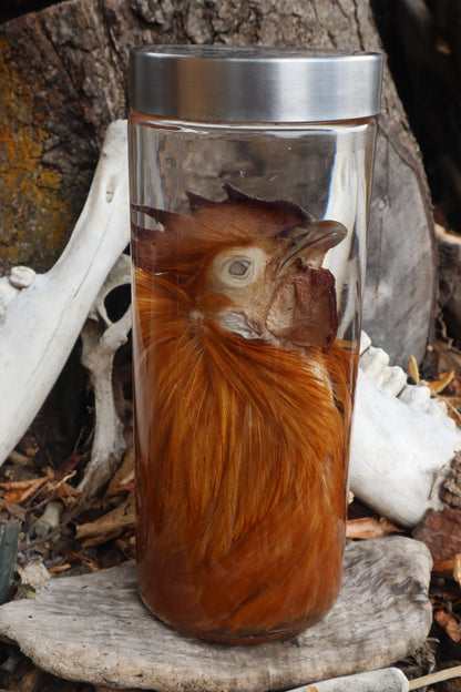 Orpington Rooster Wet Specimen