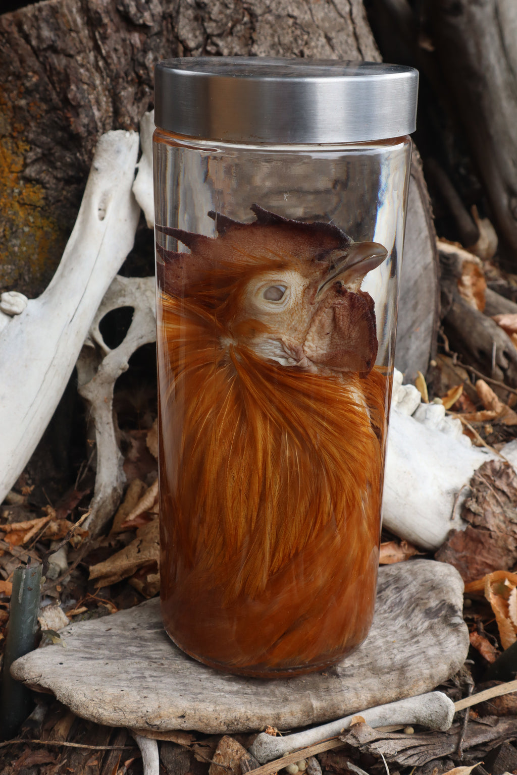 Orpington Rooster Wet Specimen