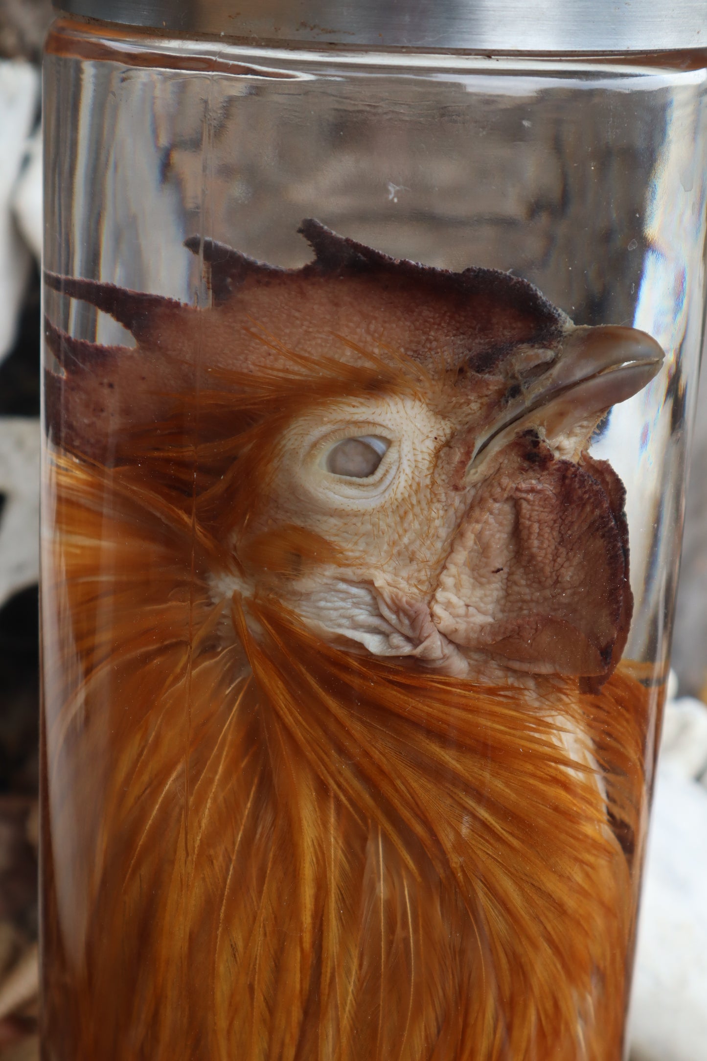 Orpington Rooster Wet Specimen