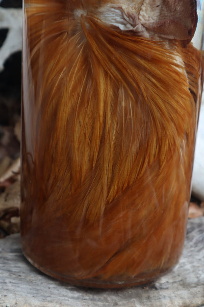 Orpington Rooster Wet Specimen