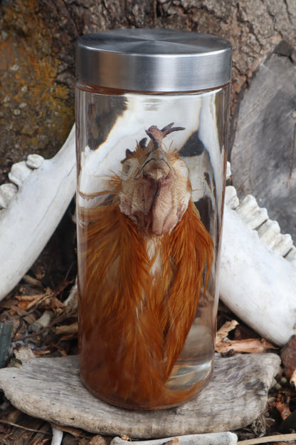Orpington Rooster Wet Specimen
