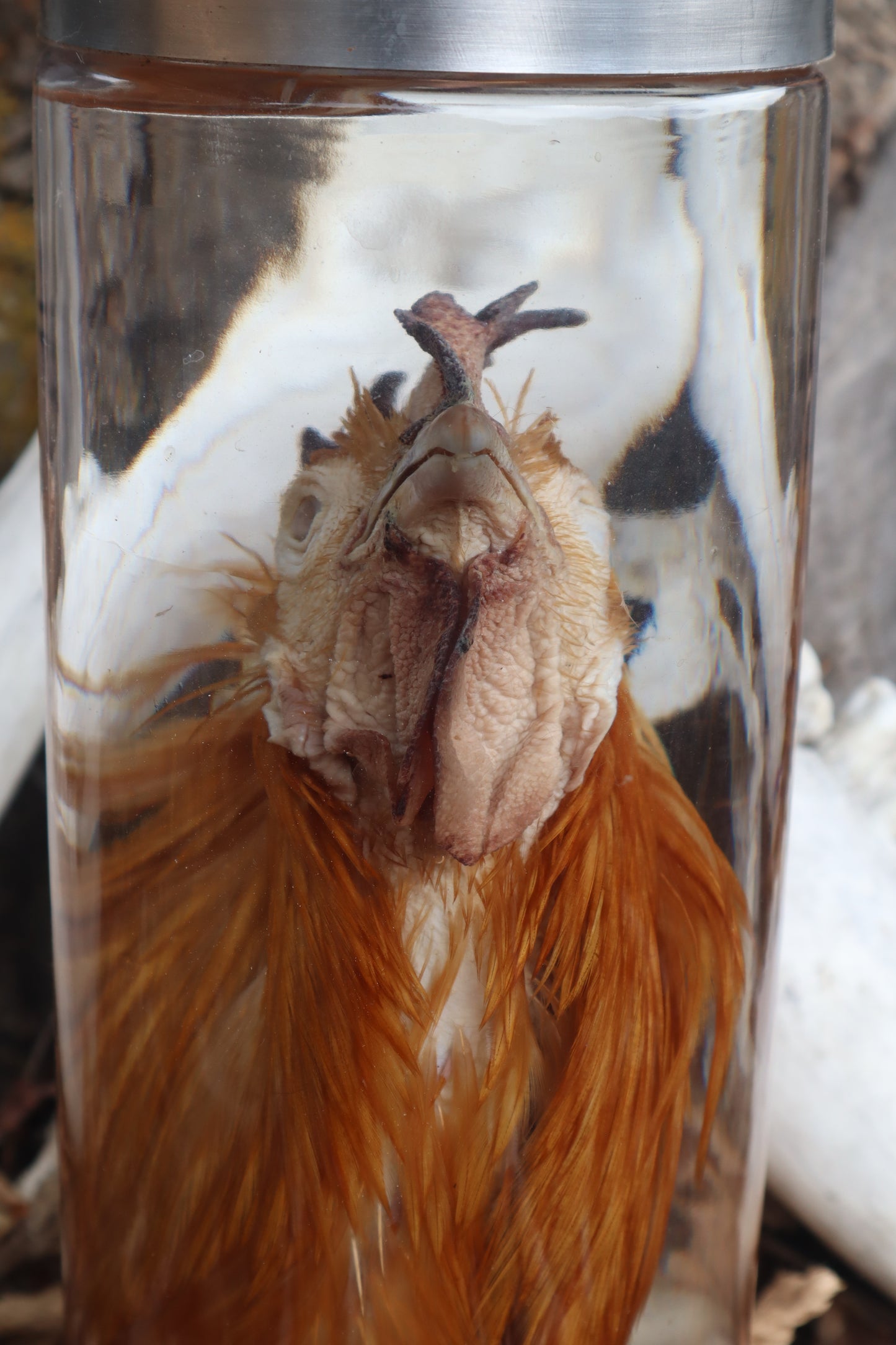 Orpington Rooster Wet Specimen