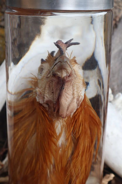 Orpington Rooster Wet Specimen