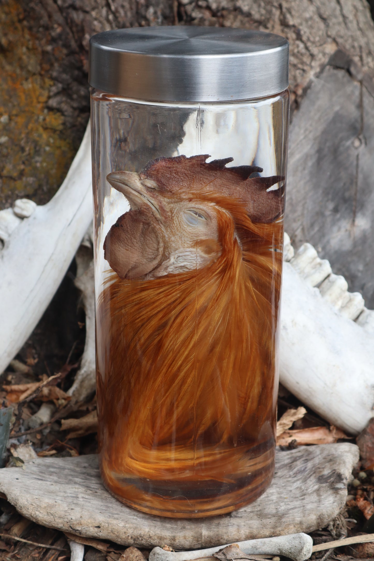 Orpington Rooster Wet Specimen