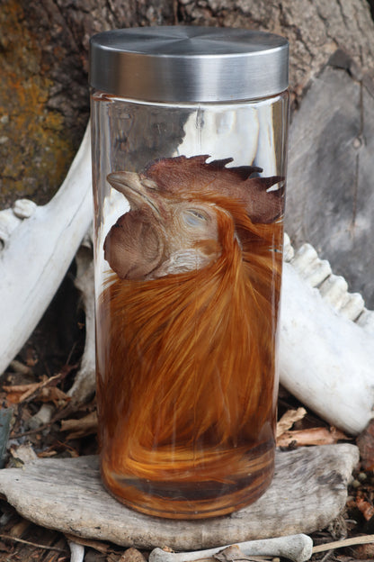 Orpington Rooster Wet Specimen