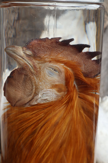 Orpington Rooster Wet Specimen