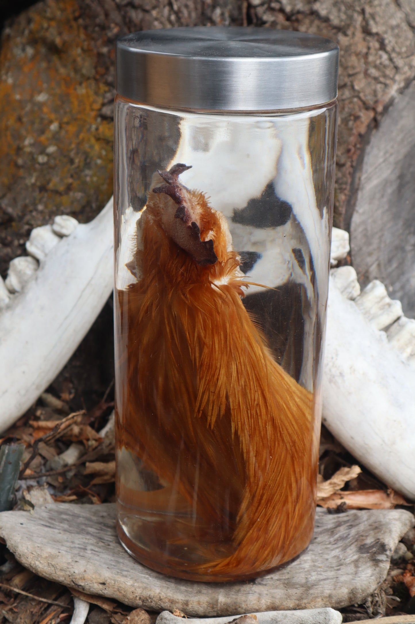 Orpington Rooster Wet Specimen