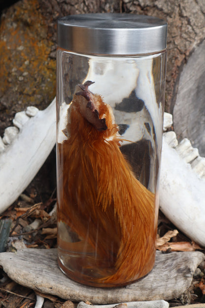Orpington Rooster Wet Specimen