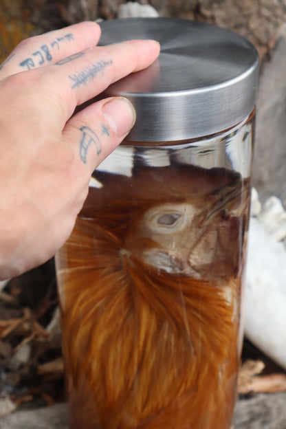 Orpington Rooster Wet Specimen