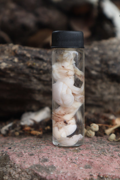 Wet Specimen Juvenile Wolf Testicles