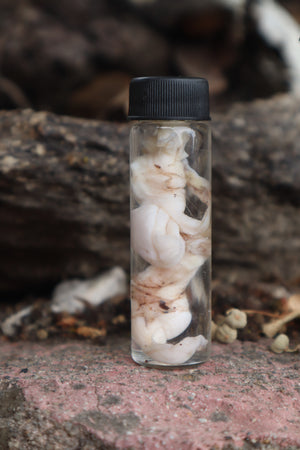 Wet Specimen Juvenile Wolf Testicles