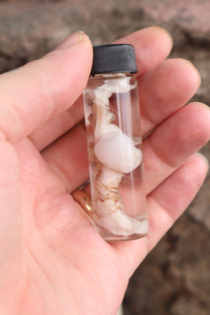 Wet Specimen Juvenile Wolf Testicles