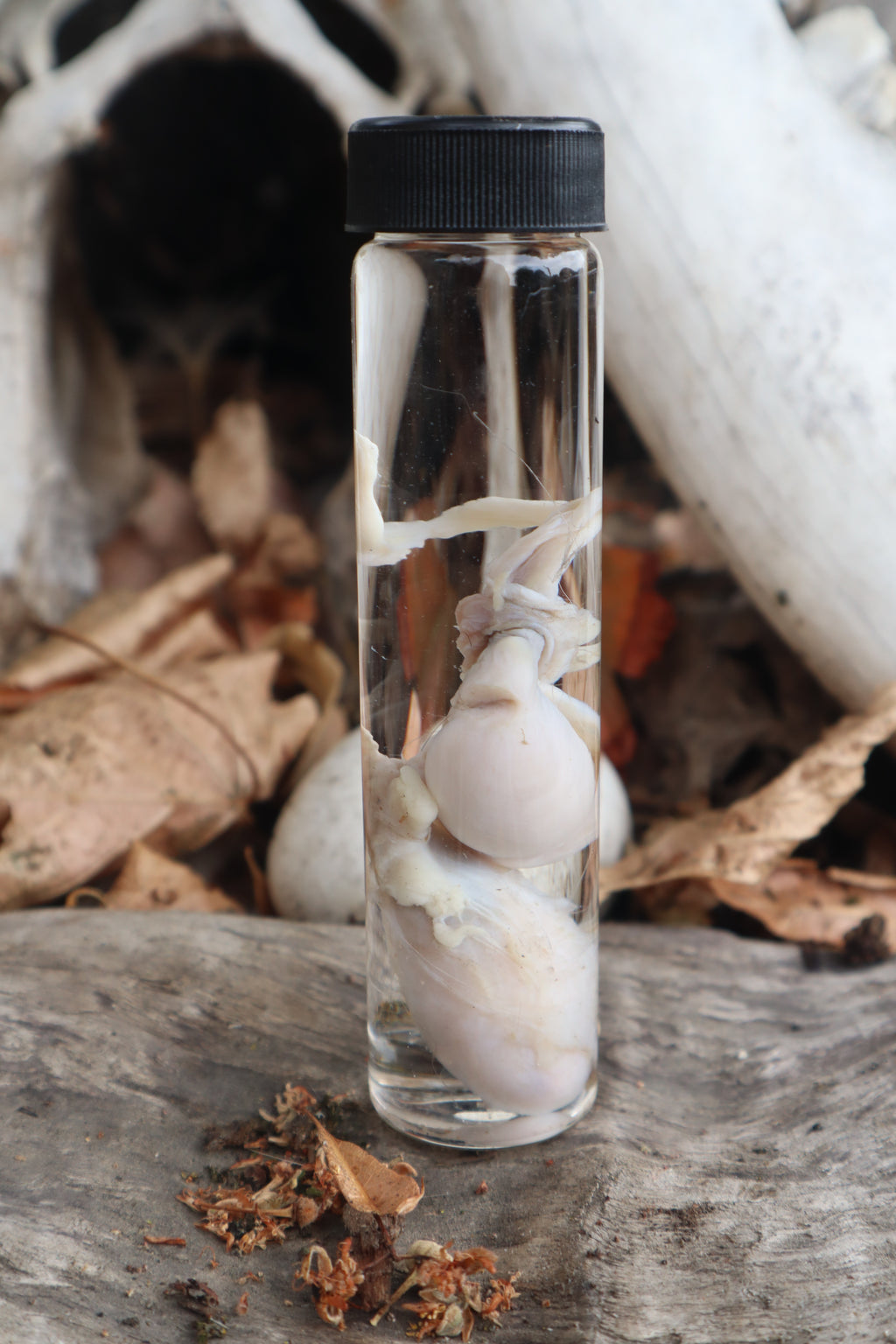 Wet Specimen Wolf Testicles
