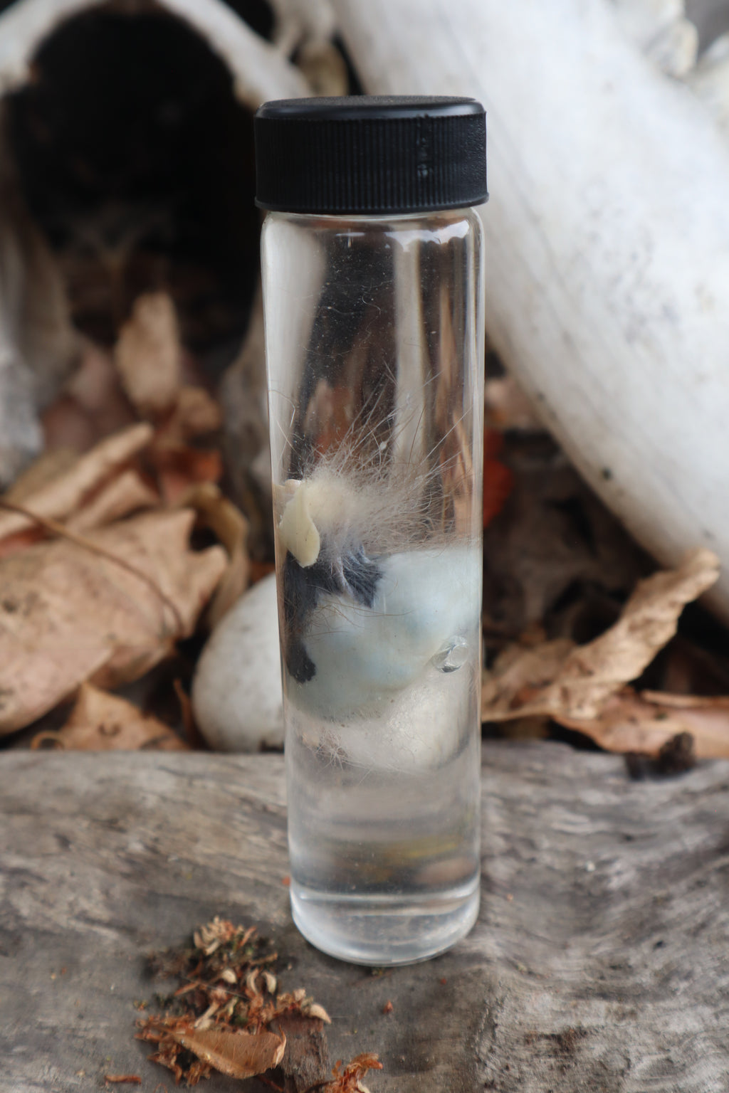 Wet Specimen Opossum Testicles
