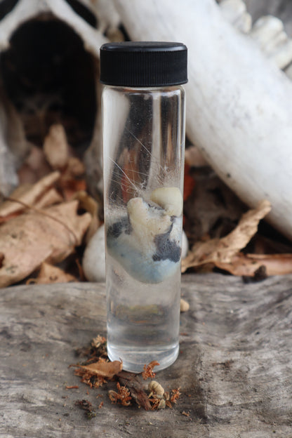 Wet Specimen Opossum Testicles